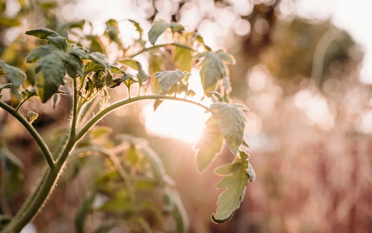    Не выбрасывайте ботву от помидоров! Она поможет избавиться от запаха в дачном туалете без химии