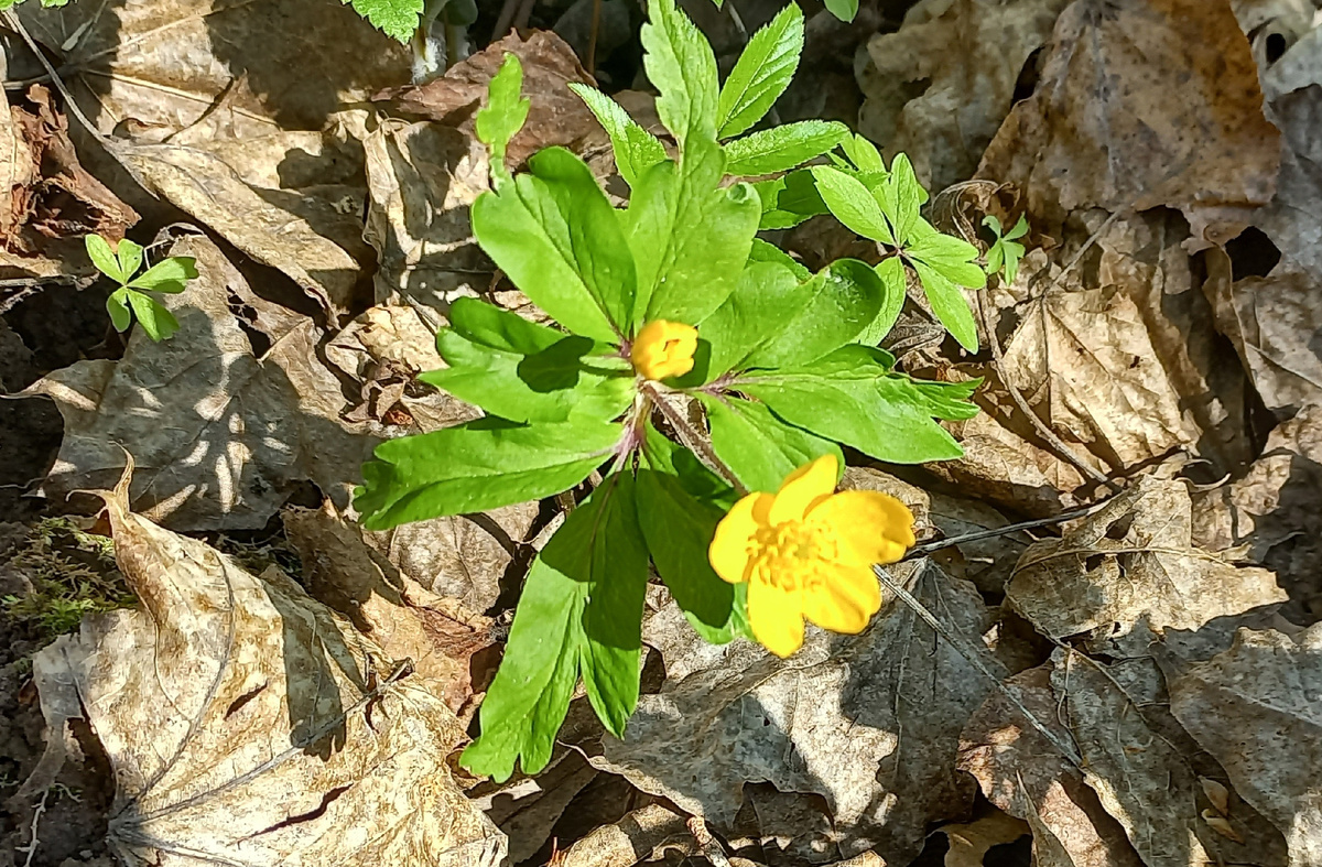 Ветреничка лютиковидная фото автора от 21.04.2026