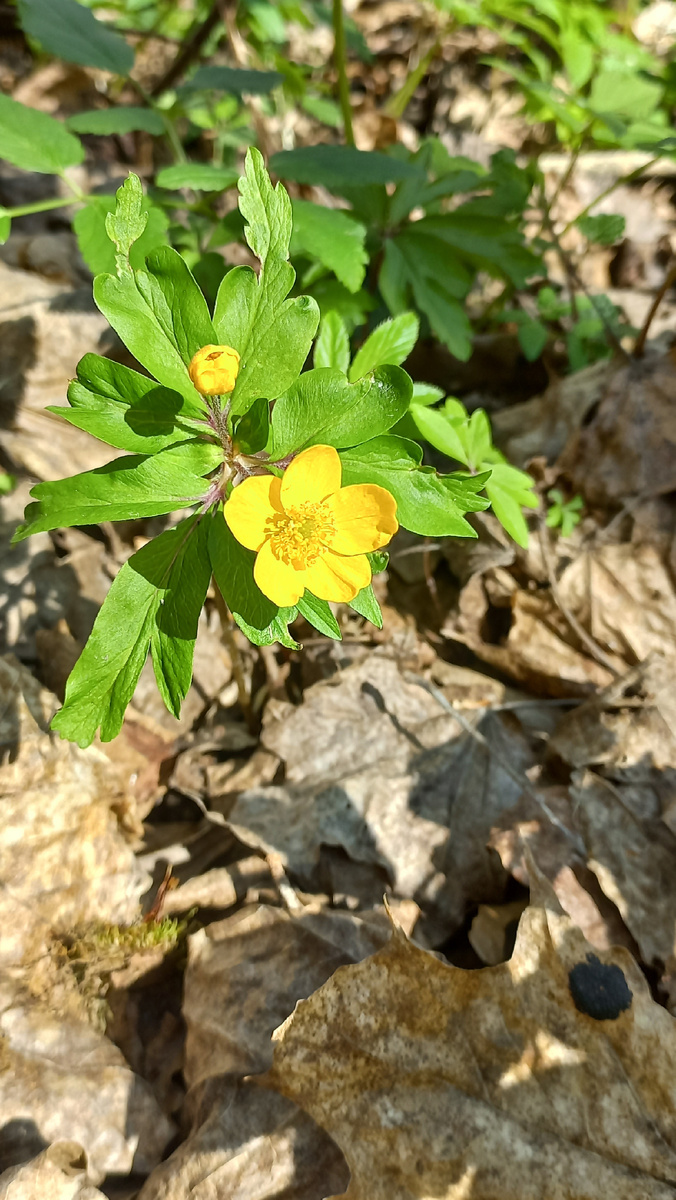 Ветренница лютиковая фото автора