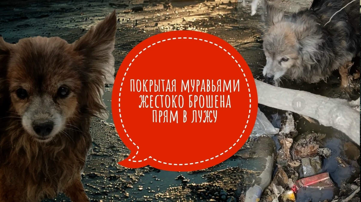 В репейнике, муравьев куча, животик болит, собака плачет…