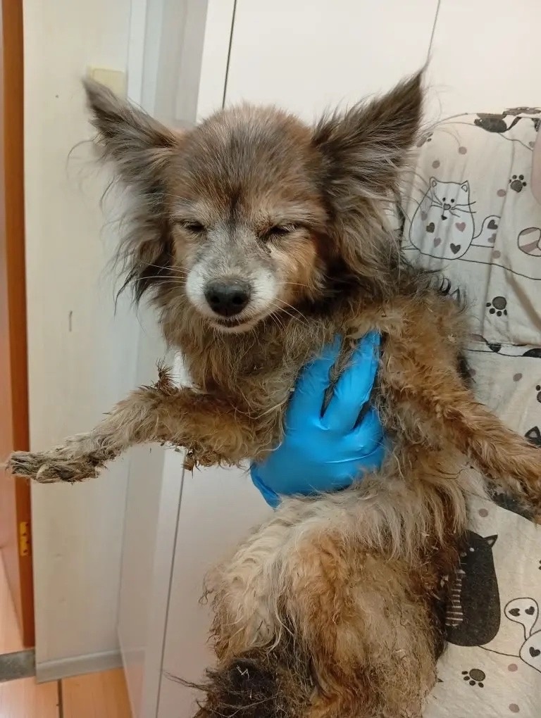  Страшно, что собачка умрет у нас на руках... ОТ НАШЕГО ЖЕ БЕЗДЕЙСТВИЯ!