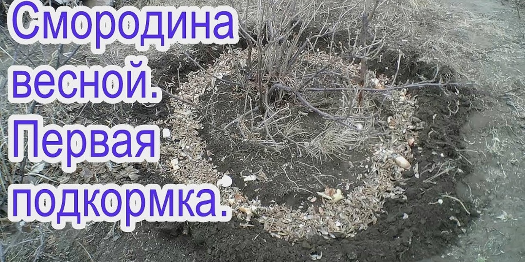 Чем и как подкормить смородину в конце апреля