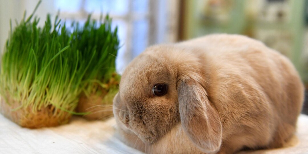 Пушистое счастье: рассказ о домашних кроликах, породах, особенностях и реальная история