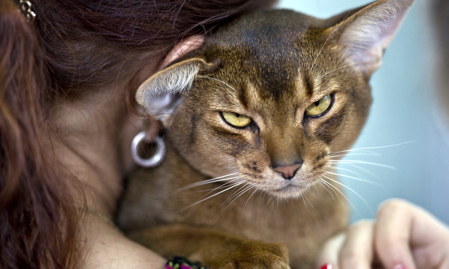 🐱 Как кошки предчувствуют катастрофы: шестое чувство или послание от призраков?