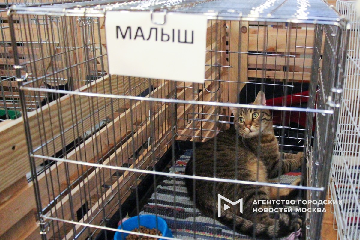 Фото: Агентство «Москва»