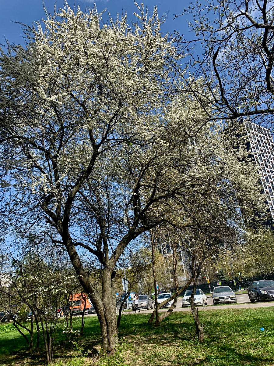  Чаще под словом «черемуха» подразумевают черемуху обыкновенную. Но это лишь одна из разновидностей культуры. Всего их более 20. 
