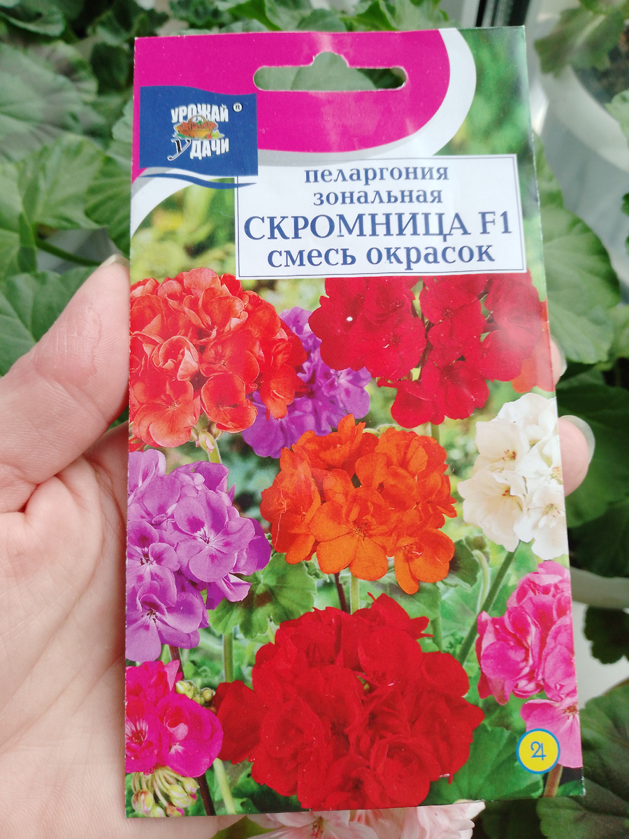 Не удержалась и снова купила дешевые семена. ВГ говорит, что в этом вся я---хотела развести сортовые растения, а в итоге выращиваю всякую беспородку. Но красивые же))
