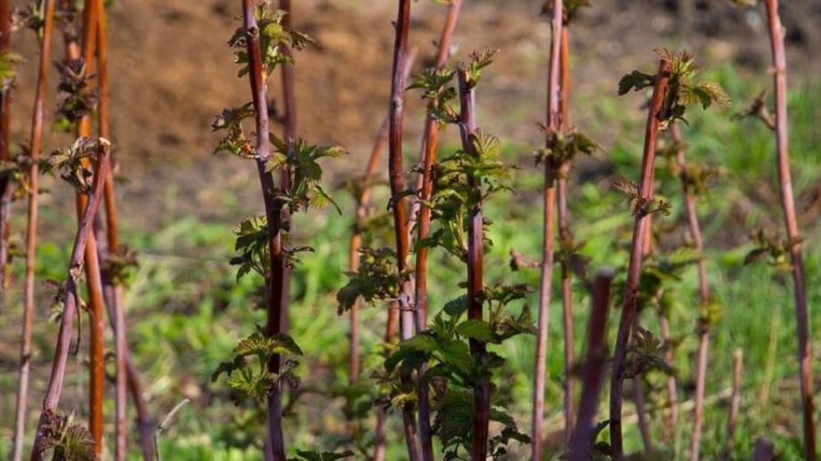 Вот так выглядит малинник в начале апреля — и именно сейчас важно не упустить момент