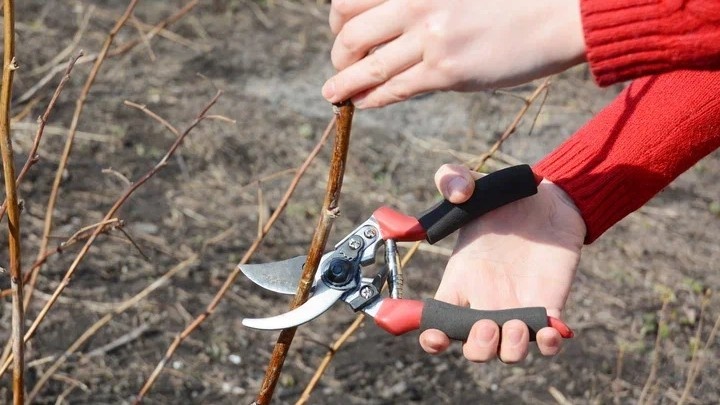 Оставляю только сильные — 5–6 побегов на погонный метр, не больше