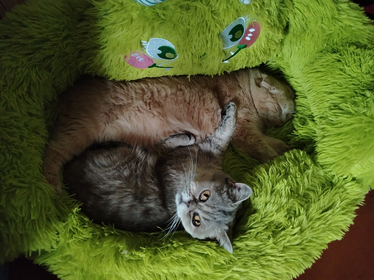 Симона пришла к Полине. 