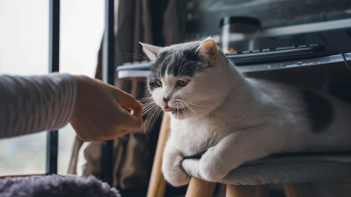    Уверенная и расслабленная кошка — результат успешной адаптации