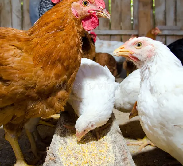 Сырыми не есть, коричневые не лучше. 10 фактов о яйцах