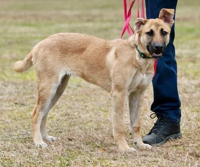 Приедет искать мамапап и снегурочка Чиппи