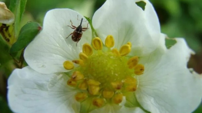 Вот так выглядит работа долгоносика — бутоны срезаны у самого основания, урожая не будет