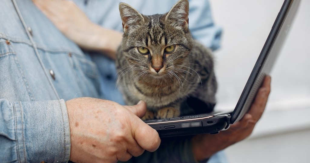 Ученые разработали препарат для лечения хронической болезни почек у кошек