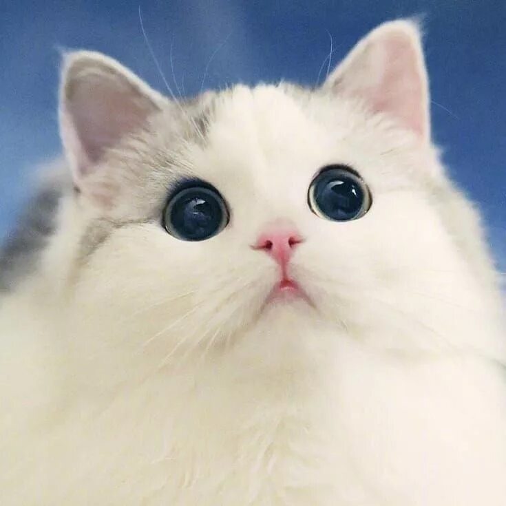 источник Яндекс-картинки