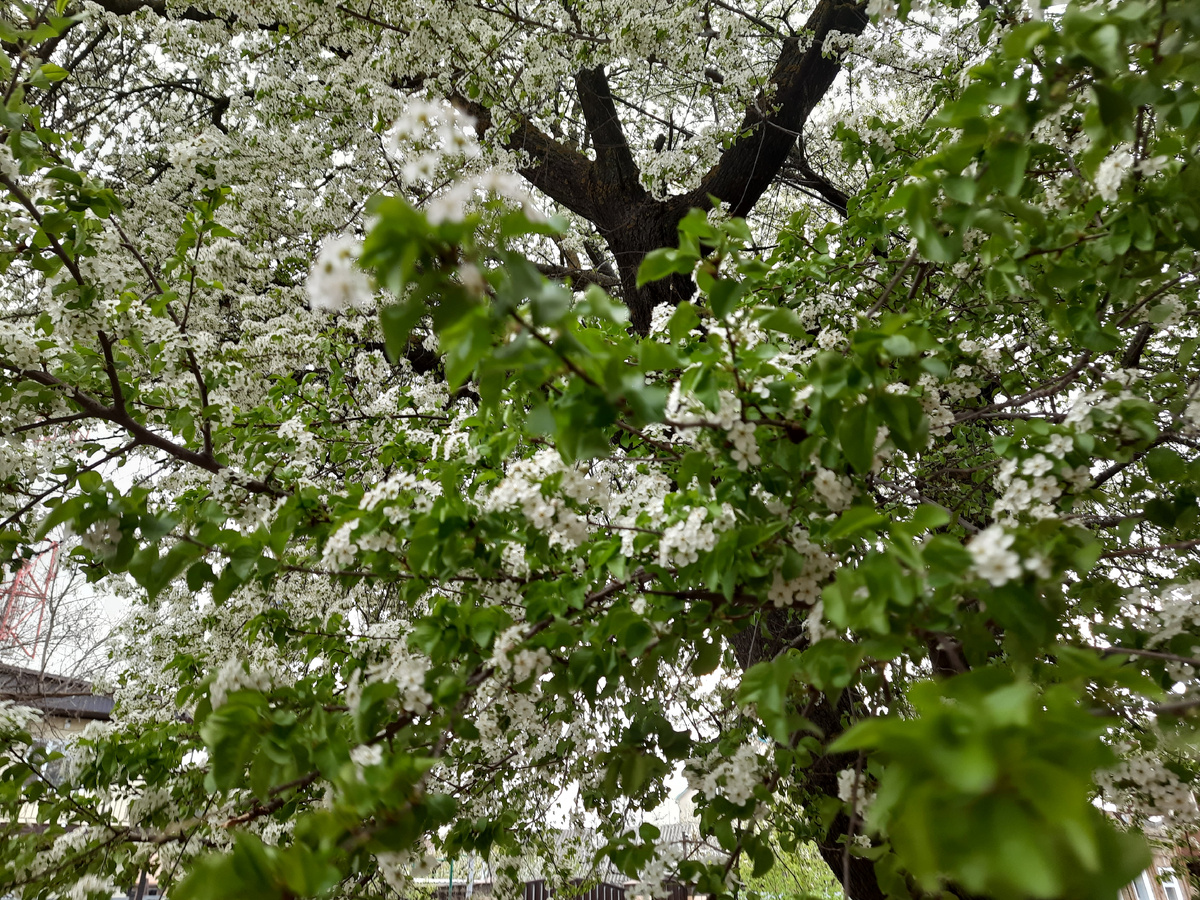 Черемуха в Ейске