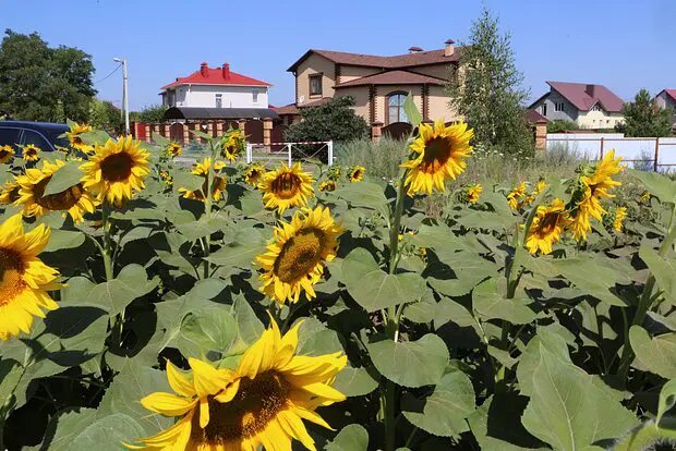    Источник: lenta.ru/ Сергей Гуляев