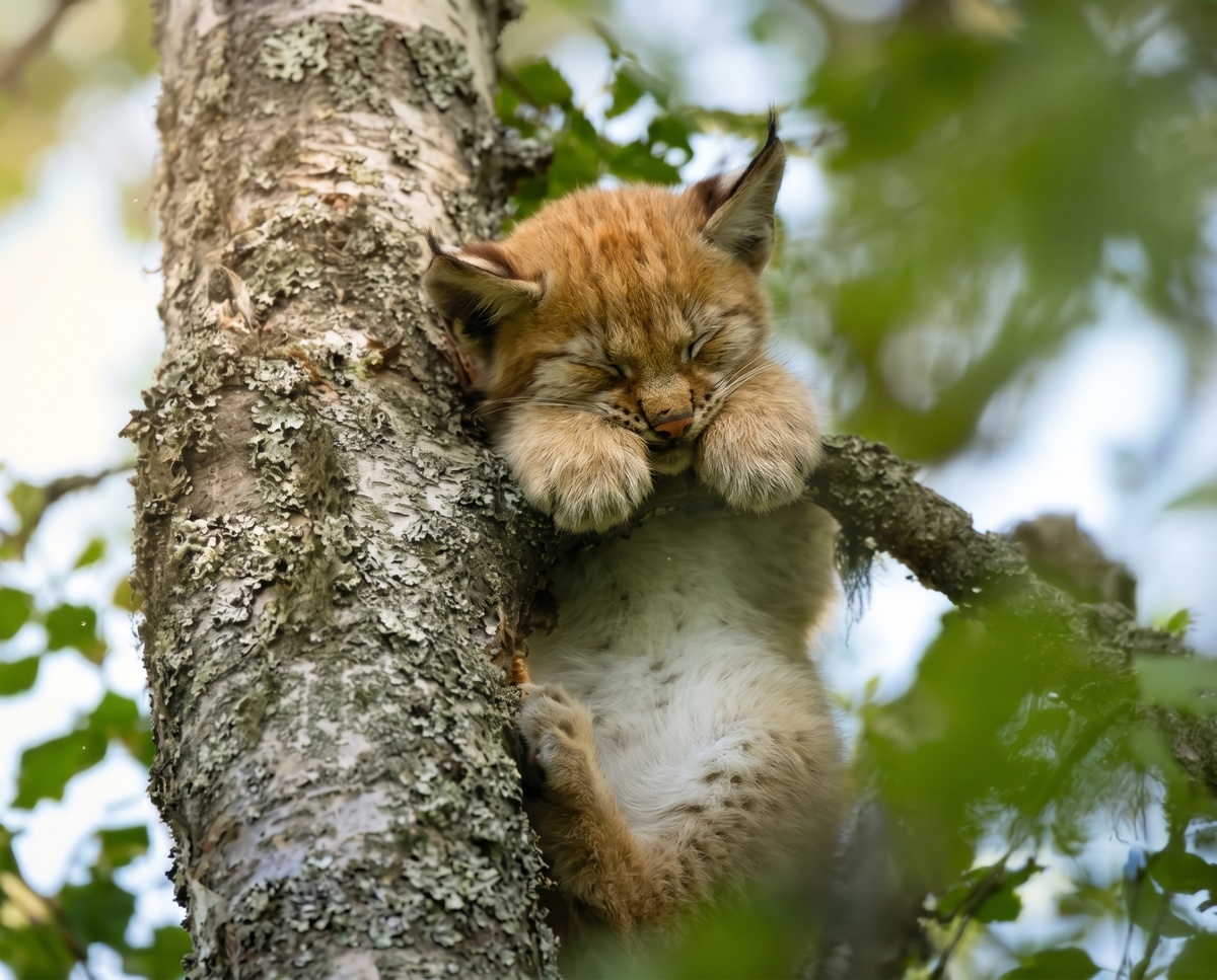 Этот рысёнок сейчас выглядит так, будто максимум, что он убьёт — это будильник…Но будильник уже боится.