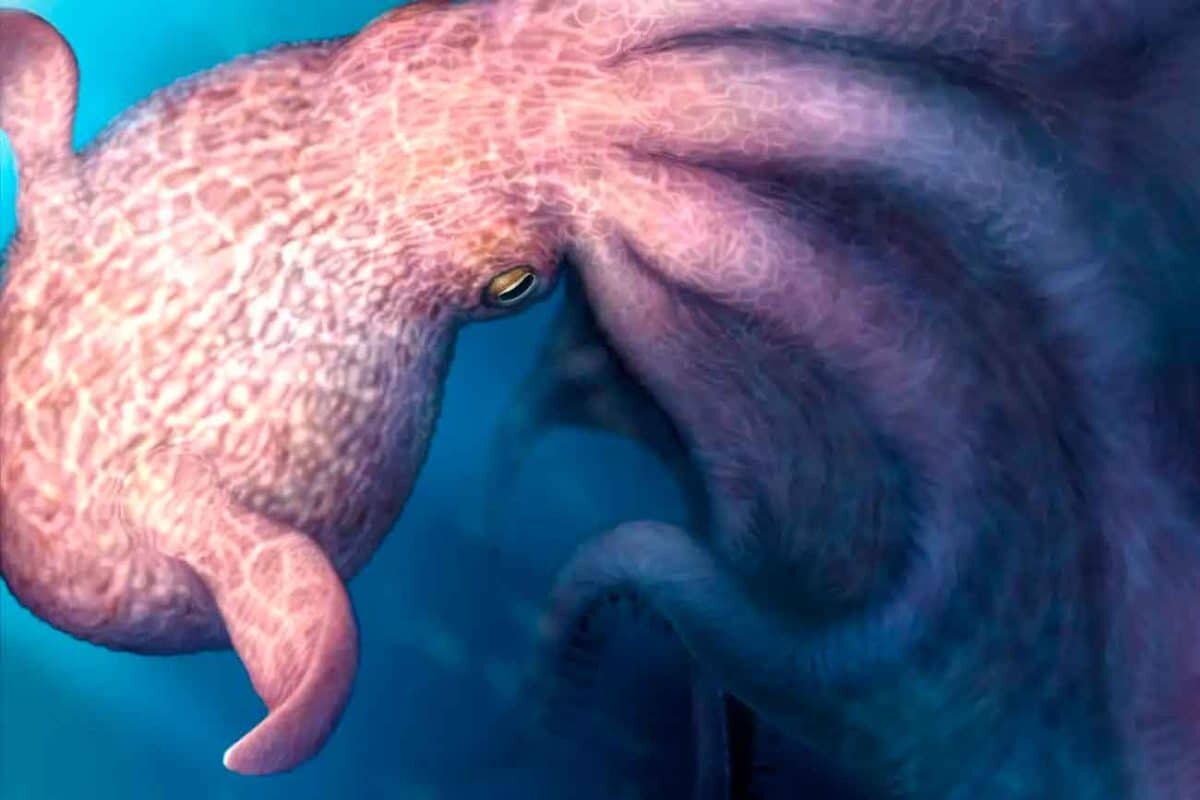    Реконструкция гигантского осьминога Nanaimoteuthis haggarti / © Yohei Utsuki, Department of Earth and Planetary Sciences, Hokkaido University