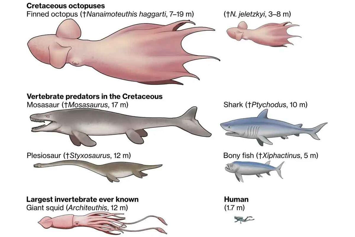    Сравнение размеров Nanaimoteuthis haggarti с другими морских хищников мелового периода / © Yohei Utsuki, Department of Earth and Planetary Sciences, Hokkaido University