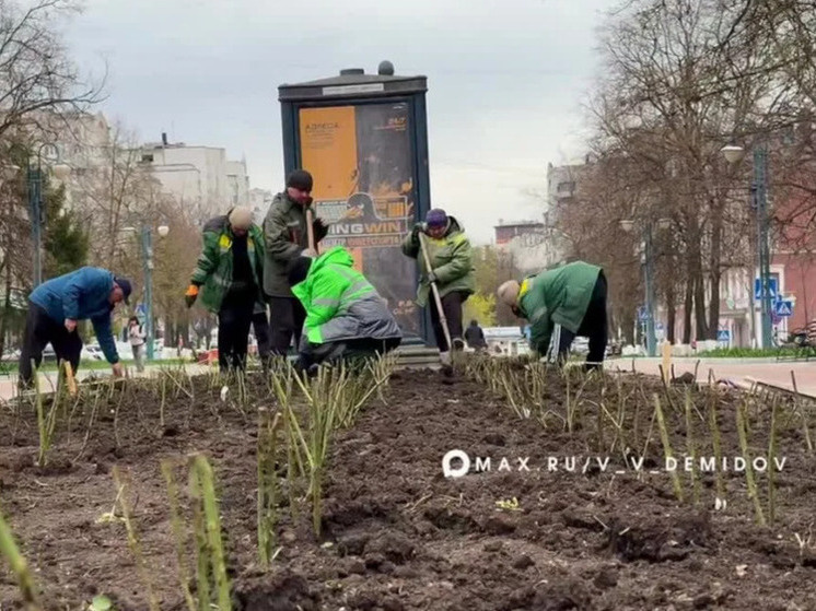     В Белгороде на Народном бульваре высадят 2 149 кустов роз, фото: скриншот видео со страницы max.ru/v_v_demidov