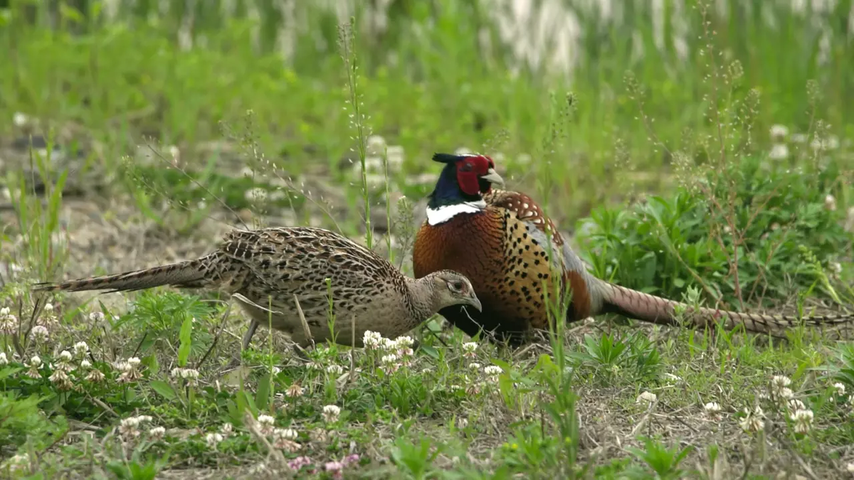Фото из Яндекса. Спасибо автору. 