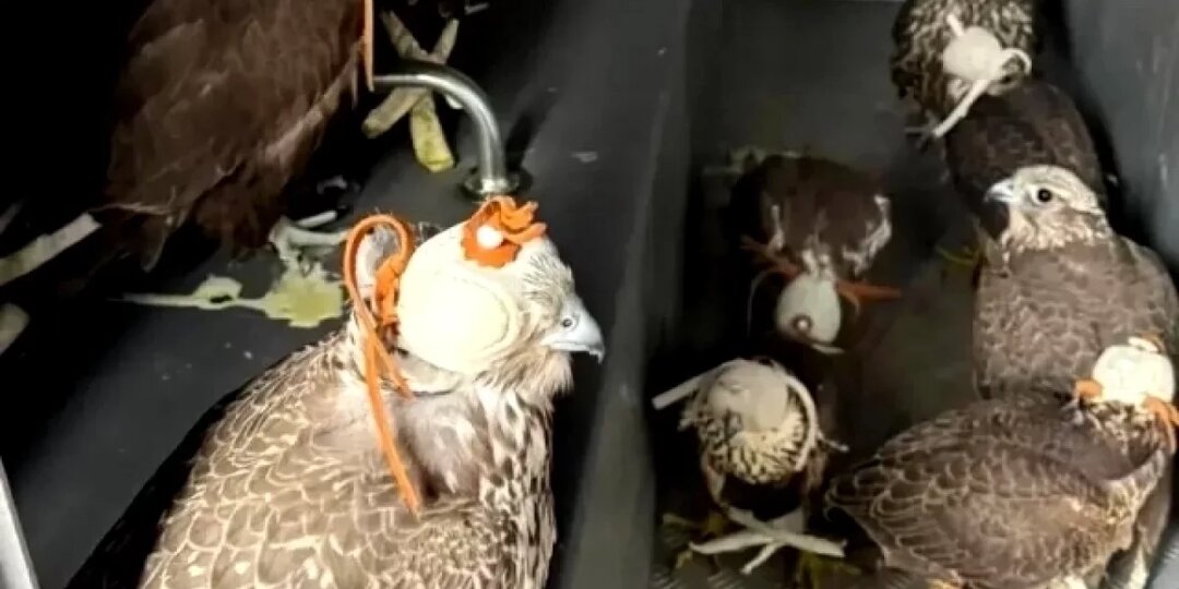 В Калачинске задержали браконьеров с 10 краснокнижными соколами в гараже