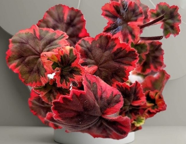 Такой красавчик, этот Рэй.