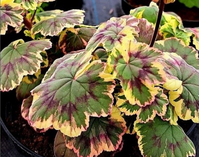 НО и в такой расцветке Рэй выглядит очень здоровским!