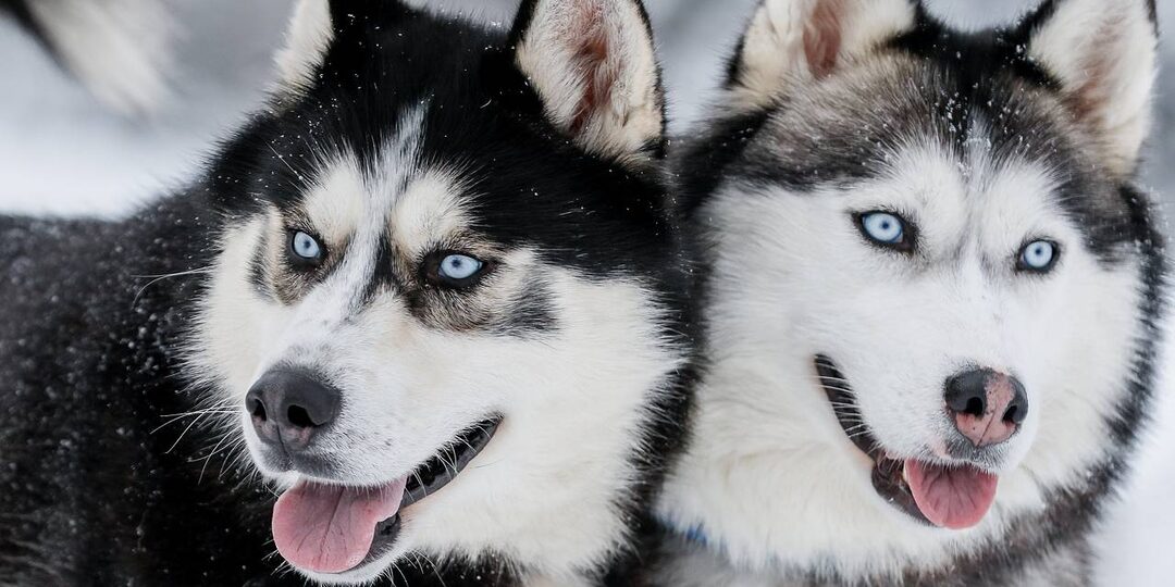 Хаски: северный путешественник с глазами, словно зимняя сказка