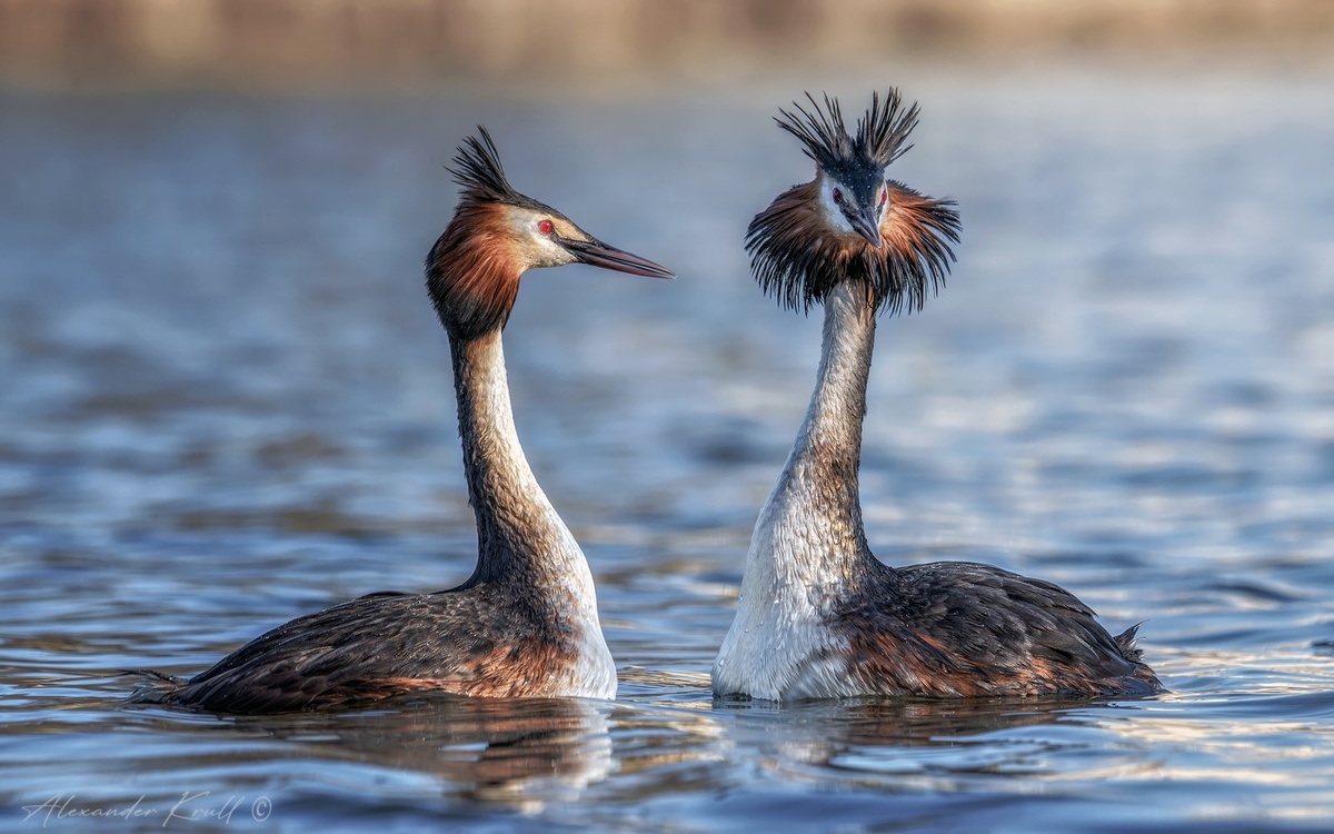 Фото: kalmykia-online.ru