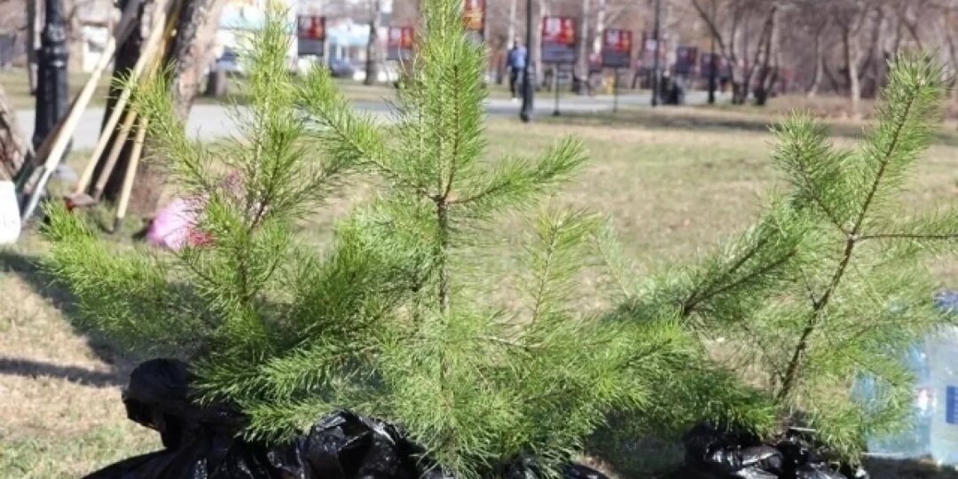 Весенние посадки деревьев начались в Барнауле