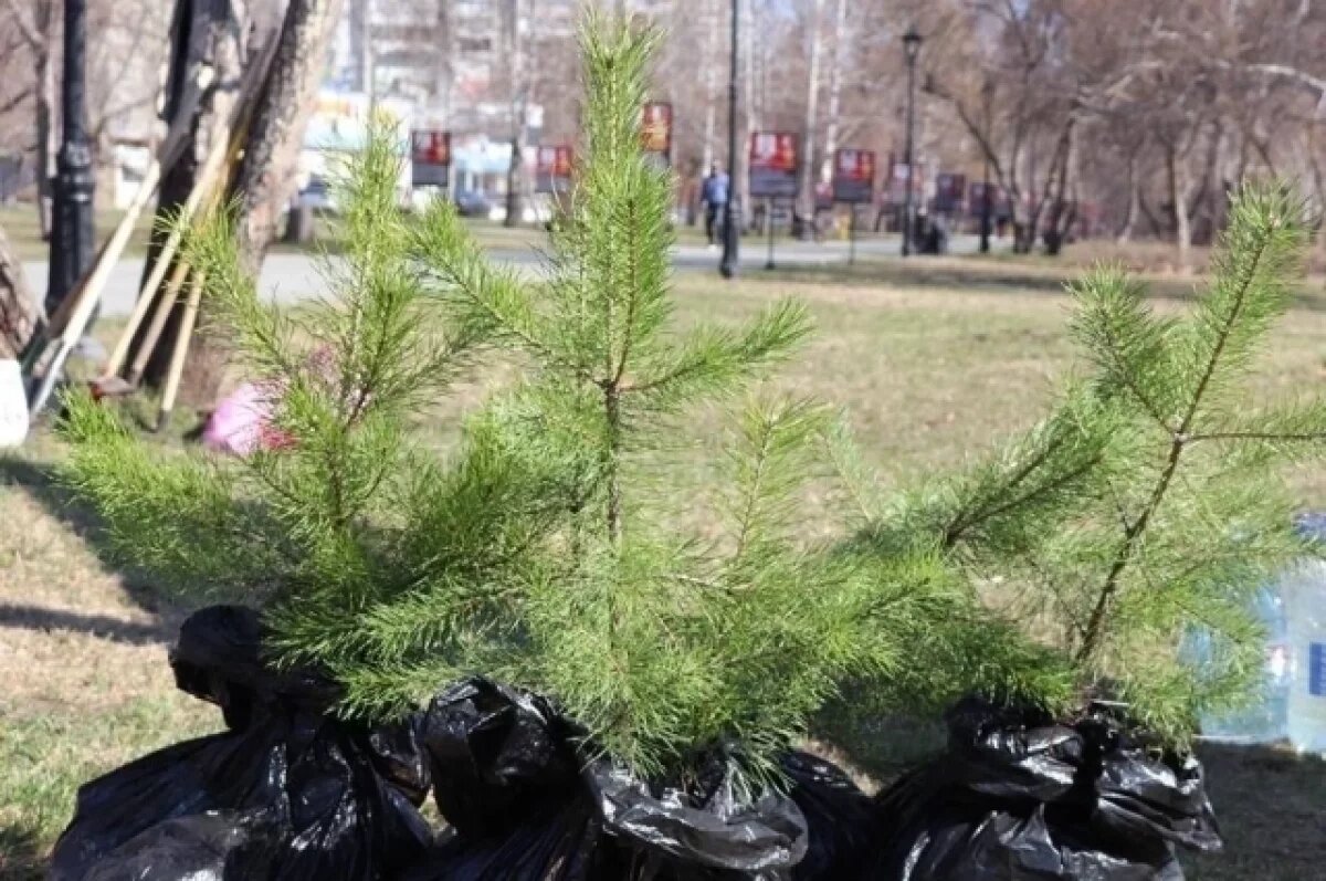    Весенние посадки деревьев начались в Барнауле