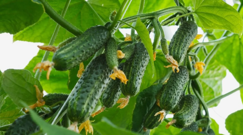 10 скороспелых сортов и гибридов