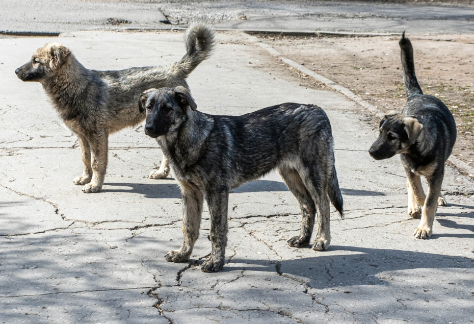    Shutterstock/FOTODOM