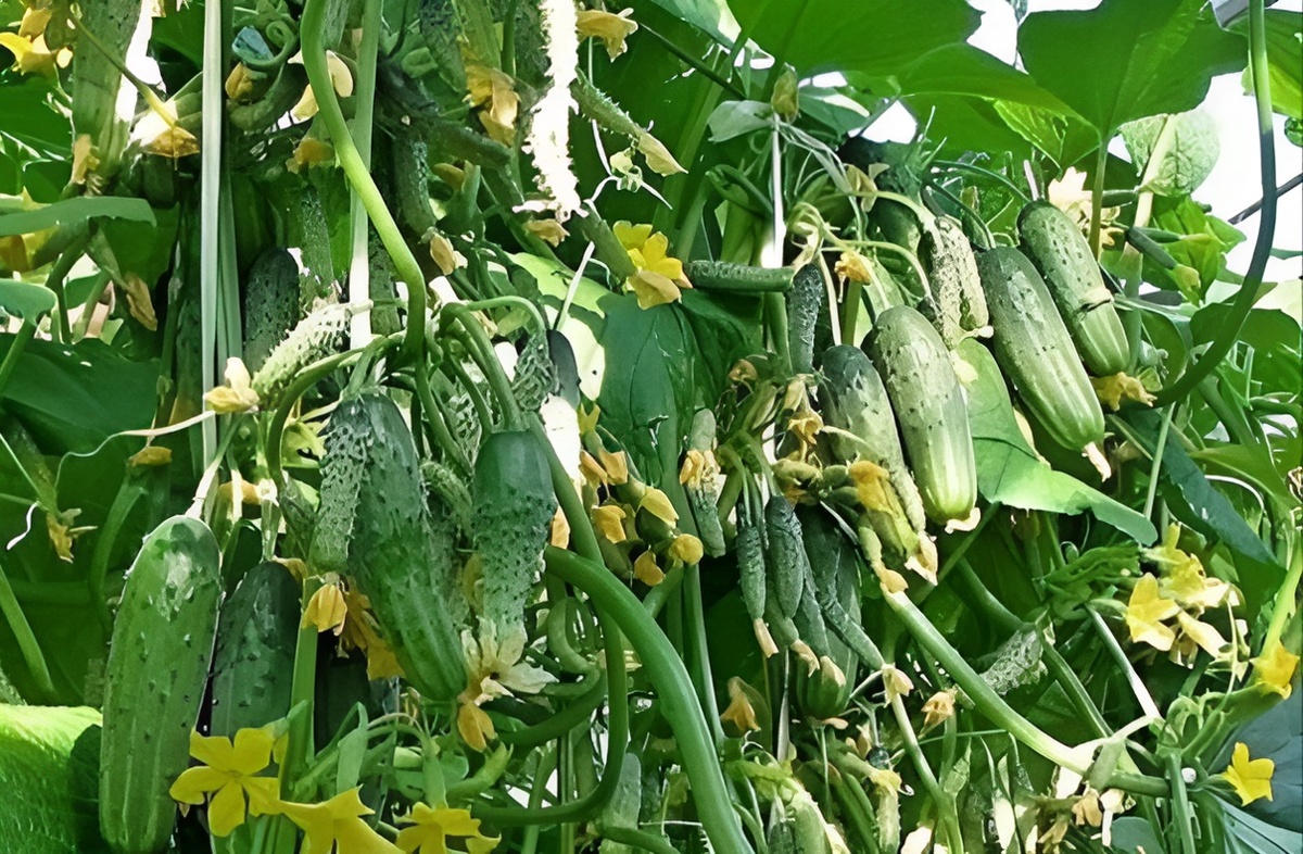 Сибирская гирлянда F1. Пучковые, или букетные, огурцы — настоящая находка для дачников, которым важен высокий урожай с небольшой грядки. Как выращивать пучковые (букетные) огурцы: технология, секреты и особенности.