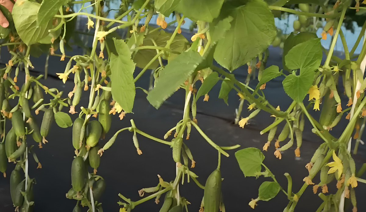 Крош F1. Пучковые, или букетные, огурцы — настоящая находка для дачников, которым важен высокий урожай с небольшой грядки. Как выращивать пучковые (букетные) огурцы: технология, секреты и особенности.