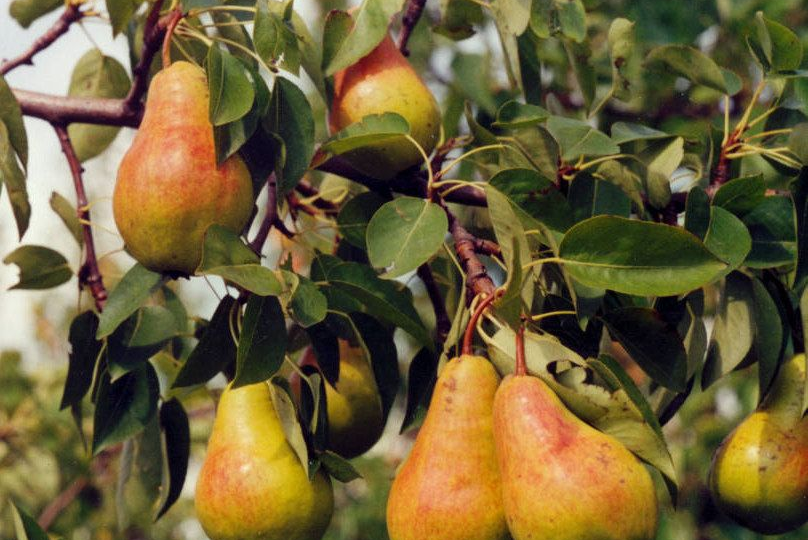 Сладкая тайна под грушей: какие травы превратят кислые плоды в десертные