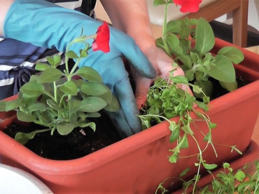 Корзины и кашпо с петуниями: сажаем правильно