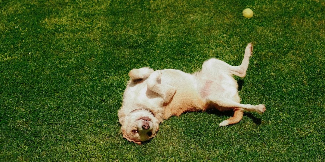 Звездный путь вашего питомца: стоит ли верить астрологии для животных