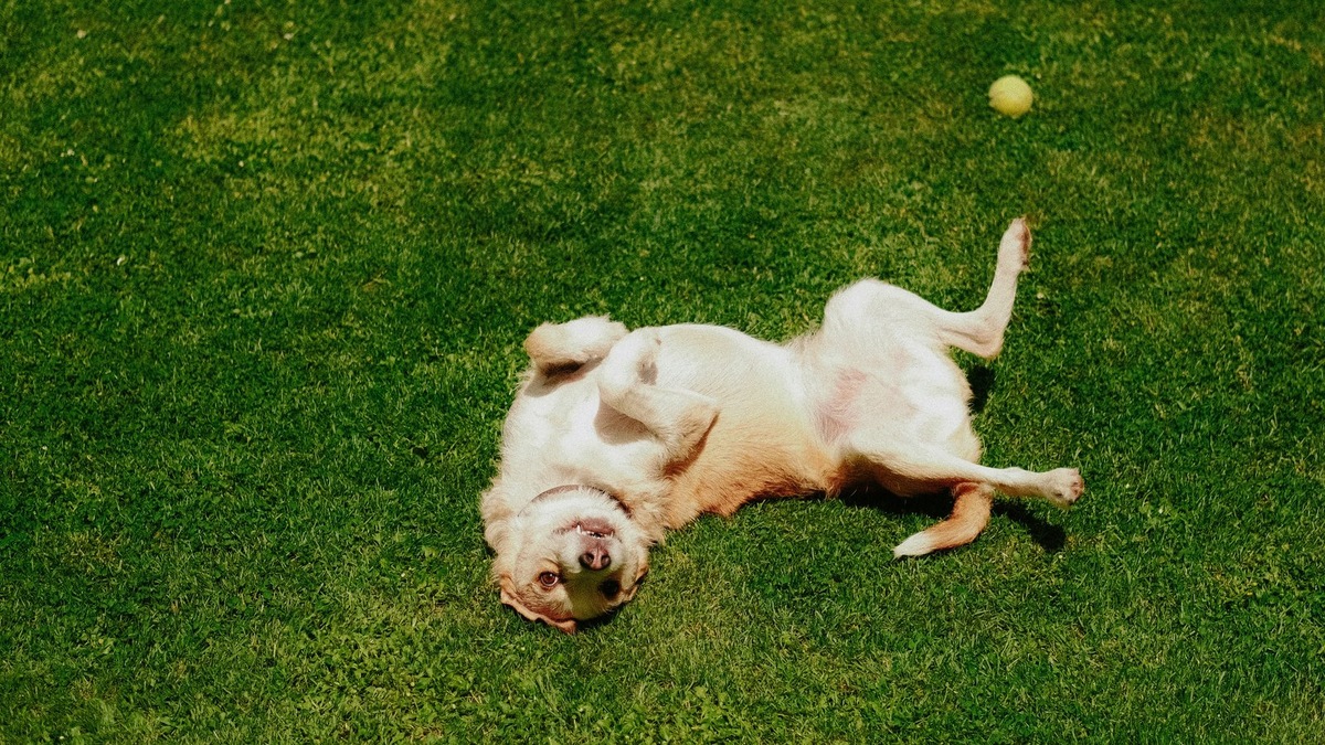    Владельцы животных обращаются к астрологии, чтобы глубже понять своих питомцев