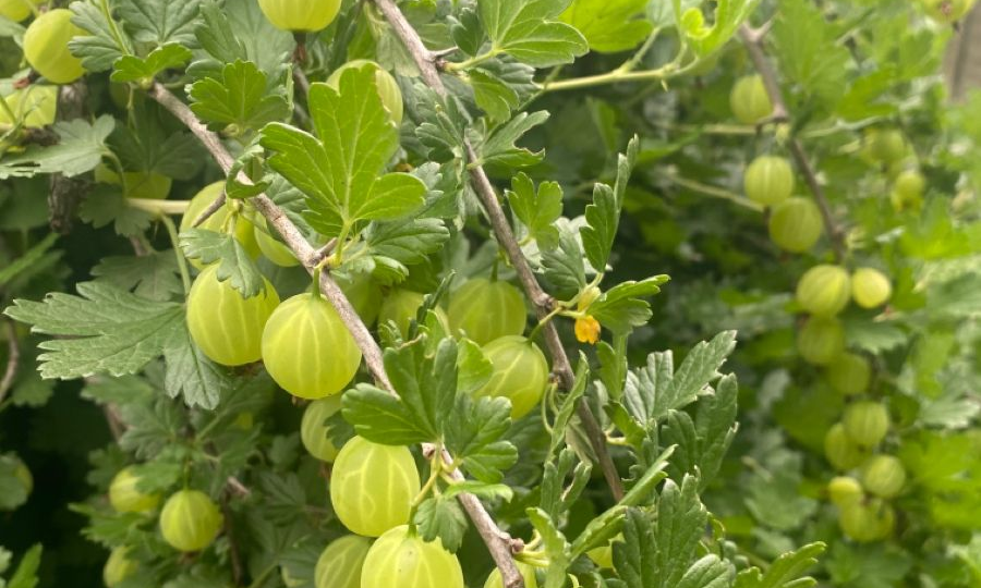 Пять лет мучений: сорта крыжовника, которые я вычеркнула из своего сада
