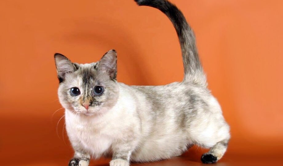 Манчкин — мини-кошки с огромным сердцем и короткими лапками