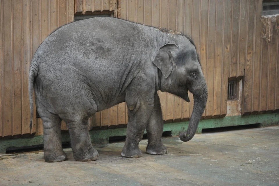    В Африке слоны затоптали охотника-миллионера: он заплатил за лицензию на отстрел более 3 миллионов рублей Михаил ФРОЛОВ
