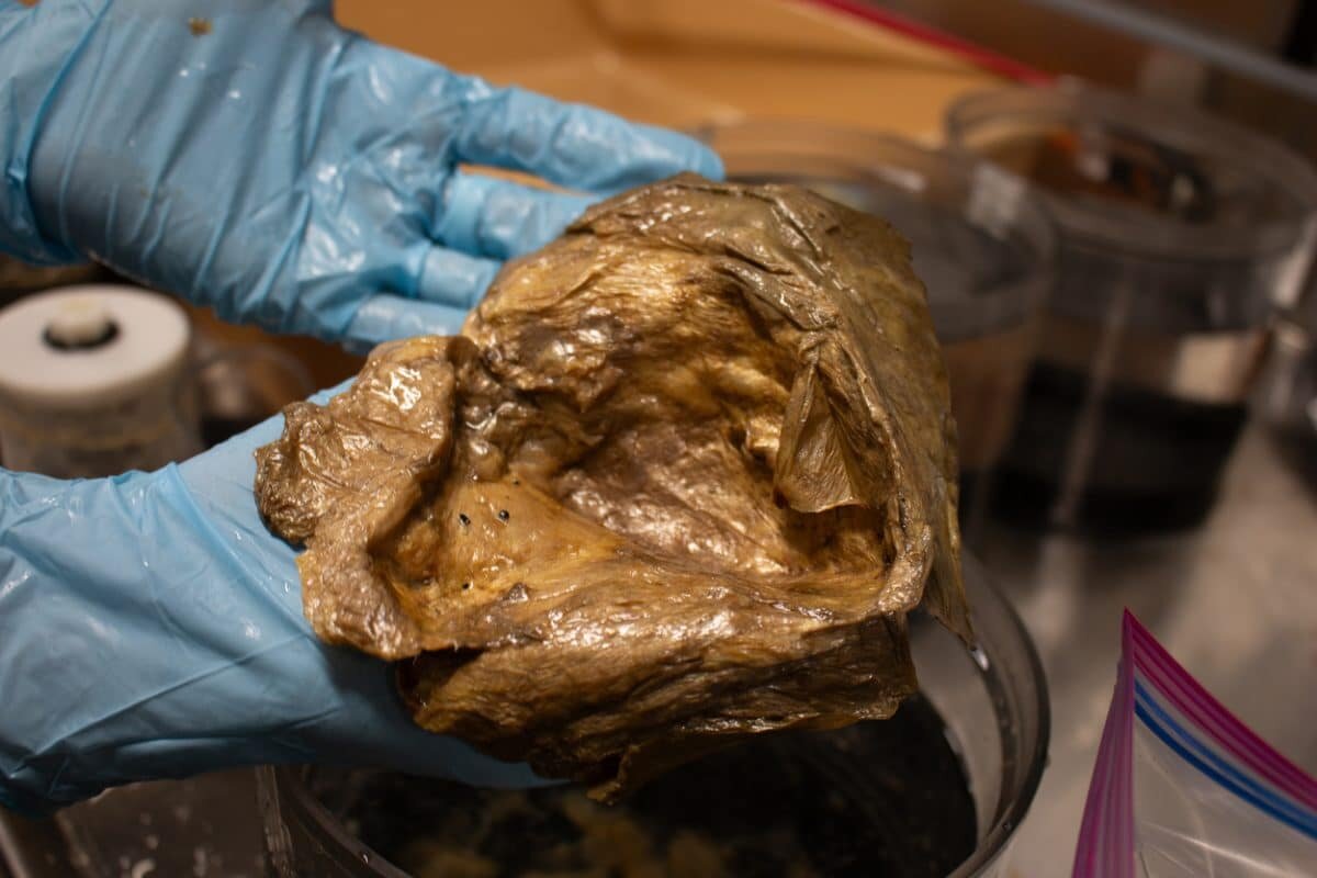    «Золотой шар» в лаборатории Смитсоновского национального музея естественной истории / © NOAA Fisheries