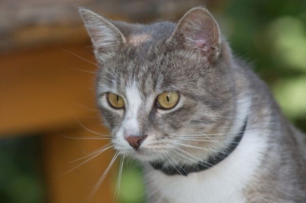 В Брянске стартовал месячник бесплатной вакцинации животных против бешенства