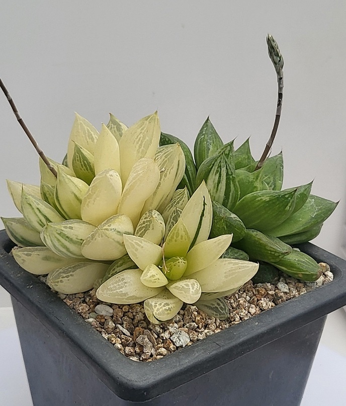 Хавортия ладьевидная (вариегатная) xplant.co.kr/item/1775393616?ad_type=ATT