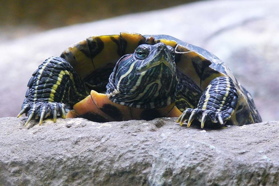    Животное держали в тесном аквариуме. Фото: Росприроднадзор Алексей СТЕФАНОВ