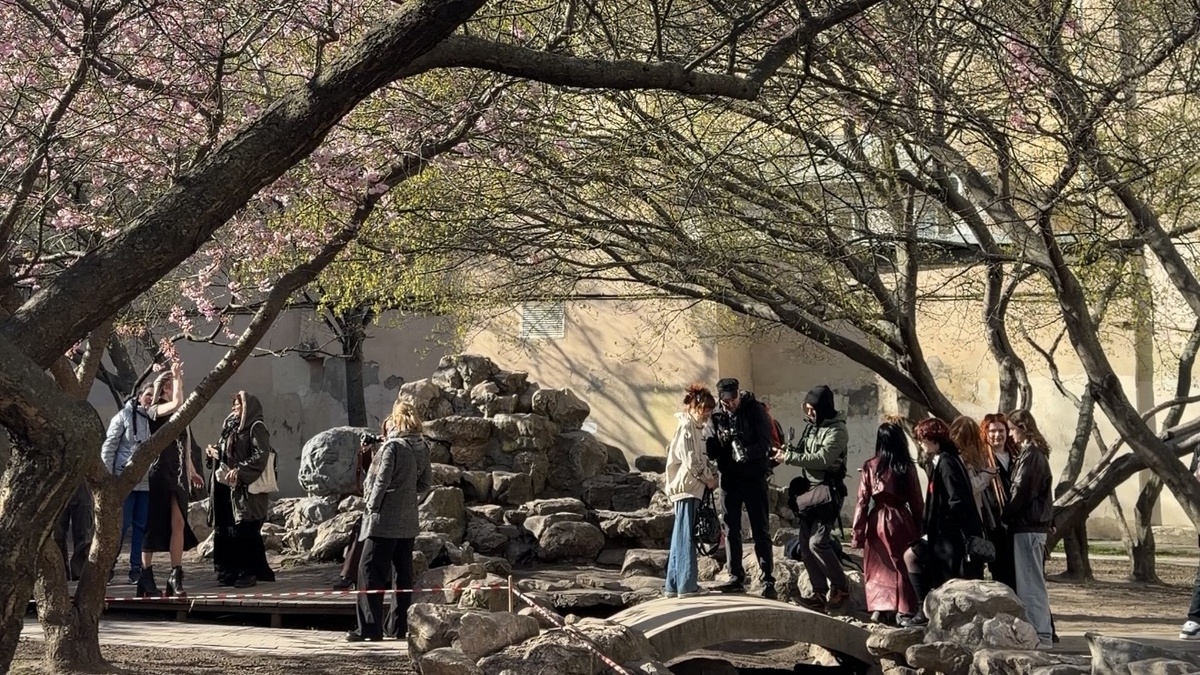 Новость: в Петербурге распустилась сакура